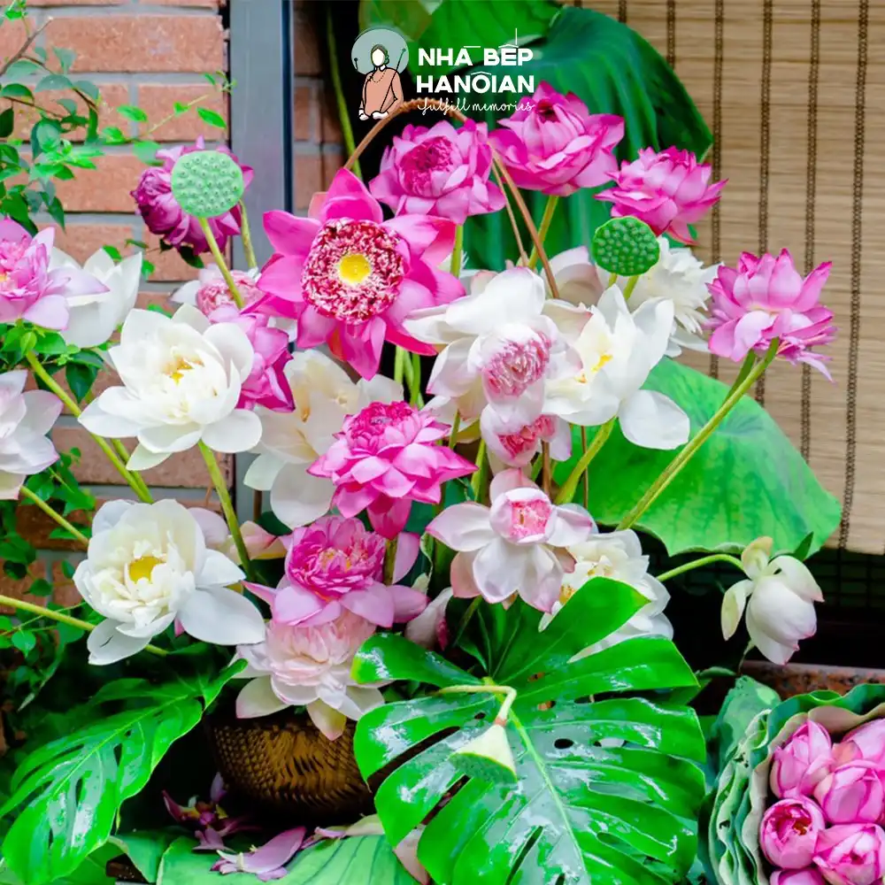 Hanoian Đón Mùa Sen – Gửi Tặng An Yên Cho Thực Khách